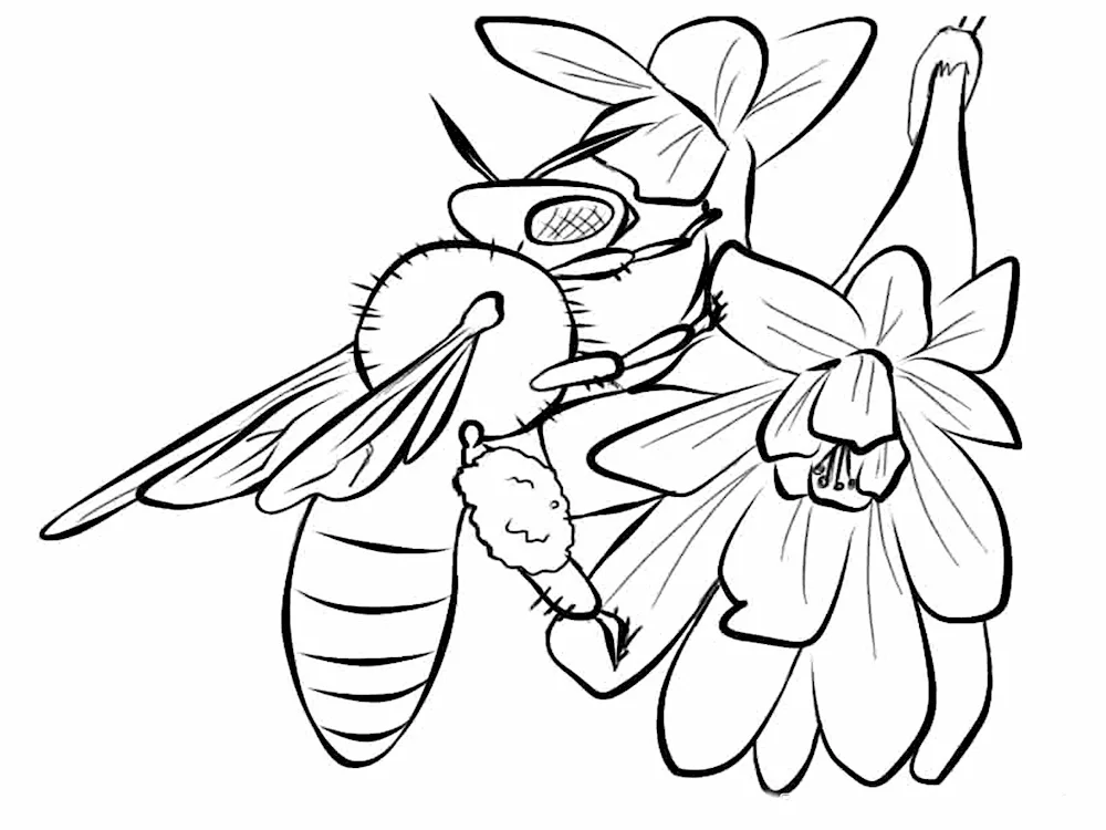 Beeeeeel drawing