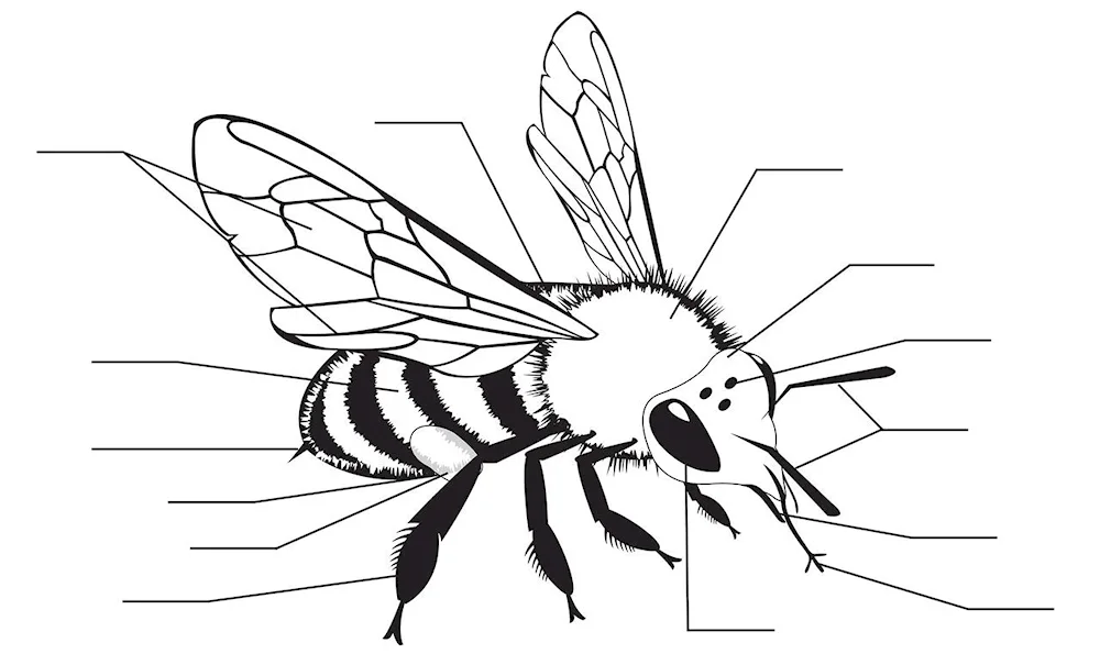Beeee drawing