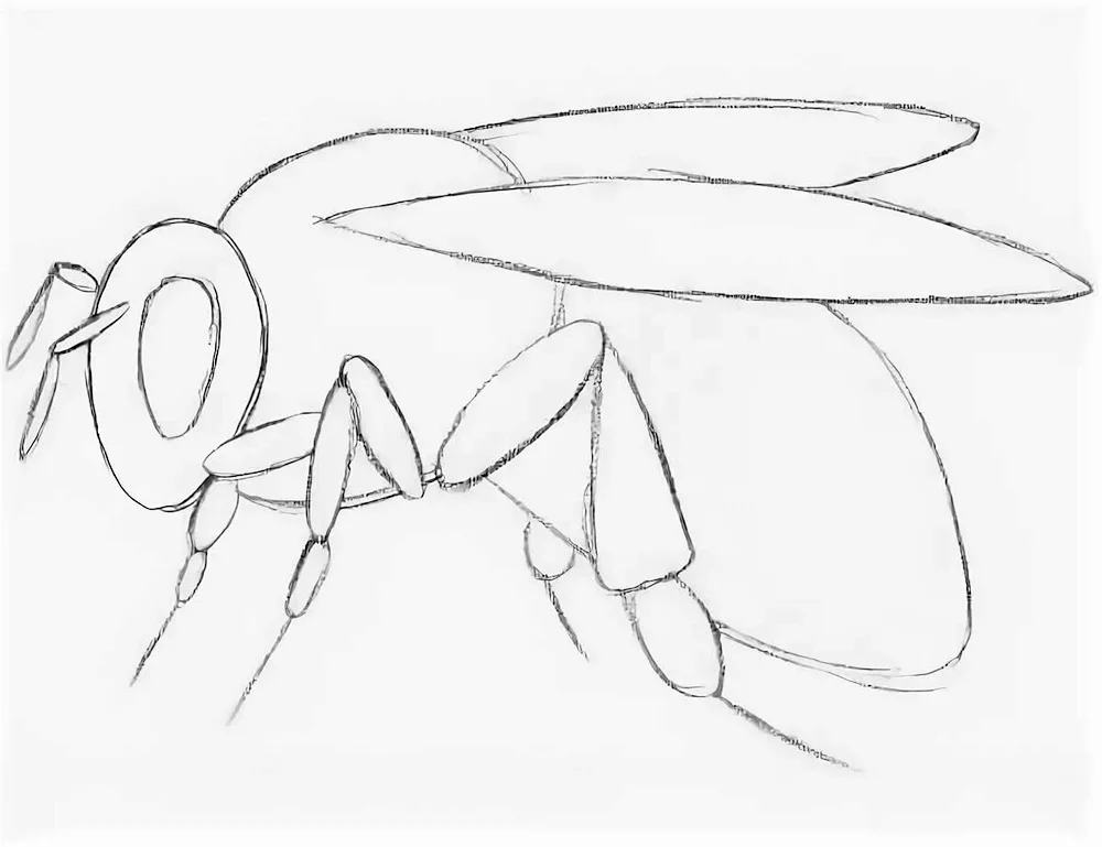 Beeee drawing