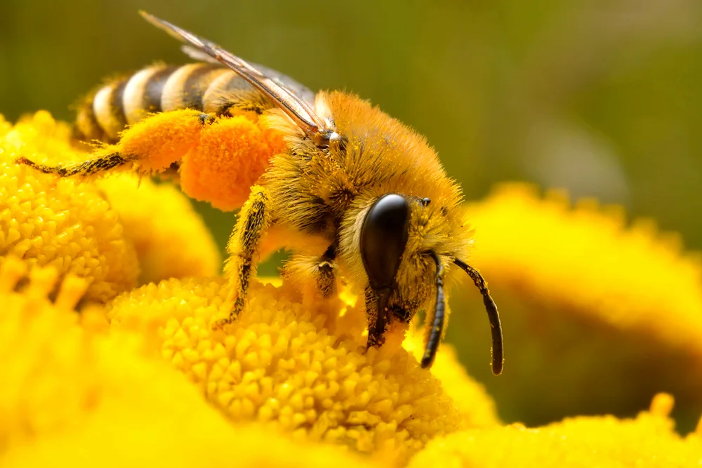 Yellow-backed bee