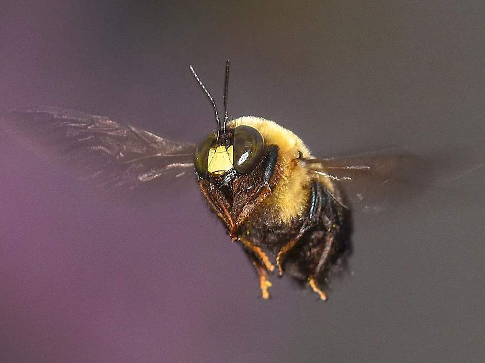 Bumblebee in flight