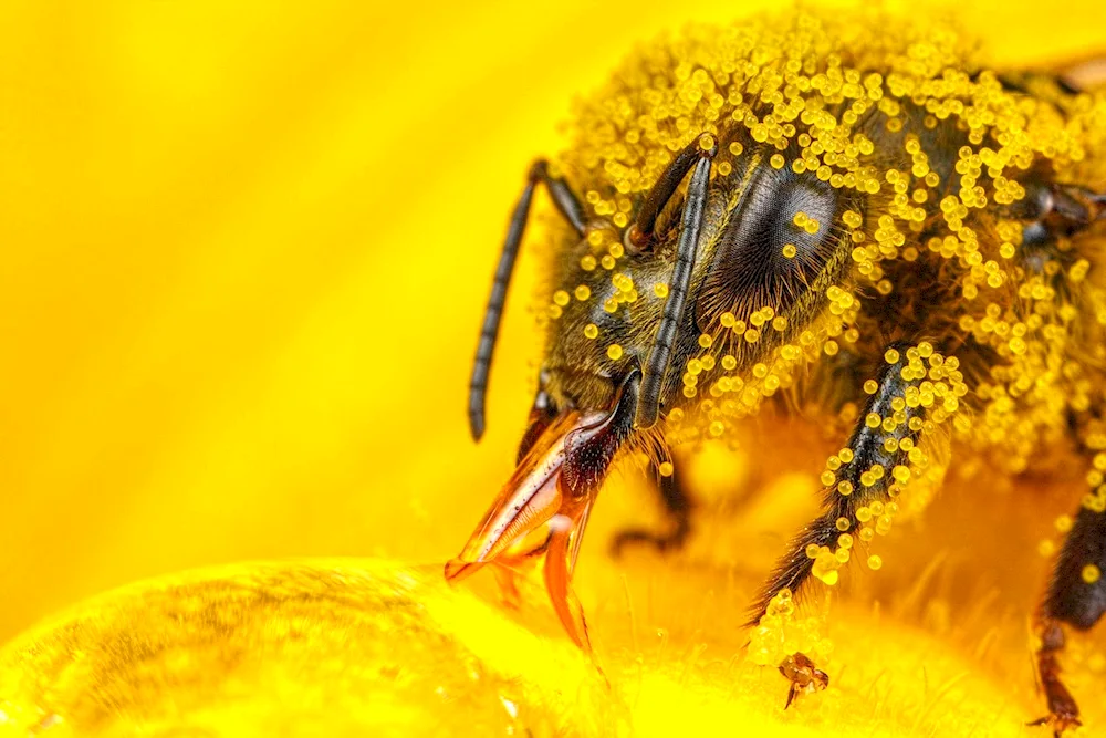 Bee pollen