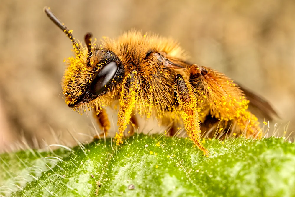 Beee pollen bee