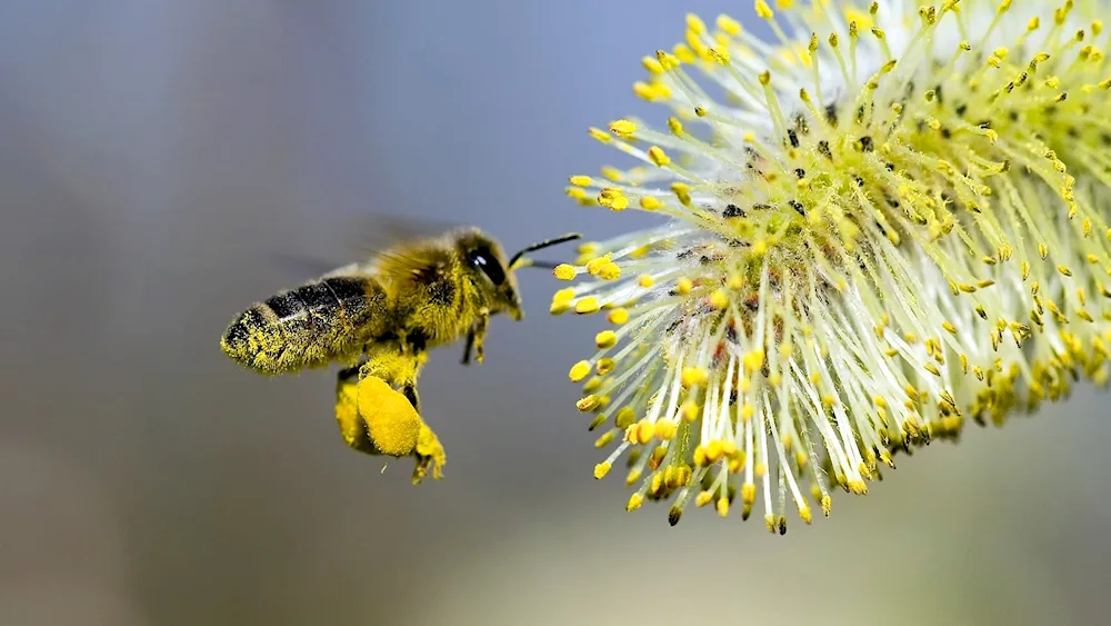 Beee pollen