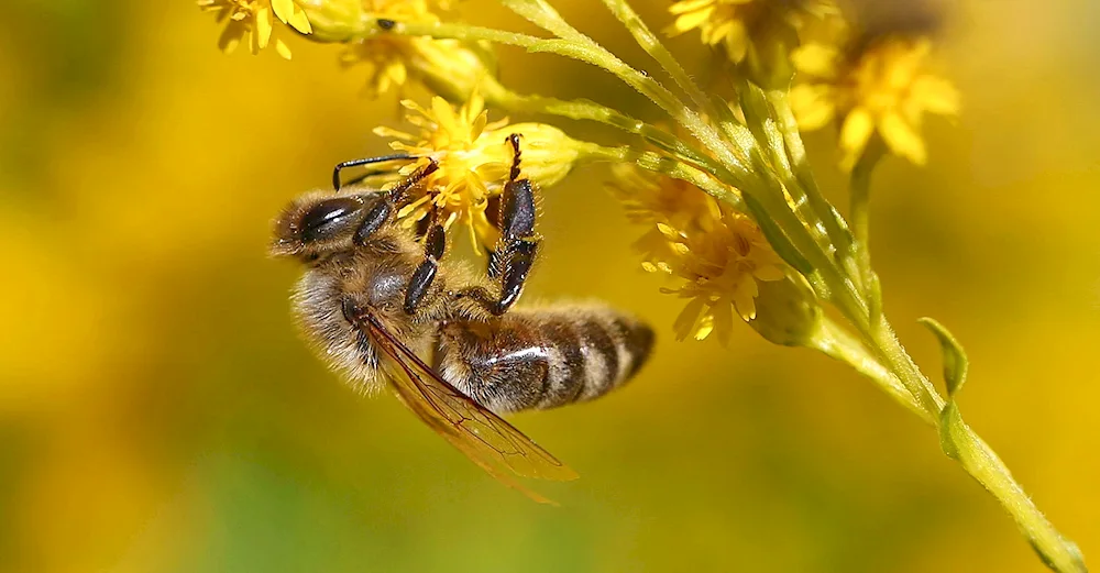 Beee pollen