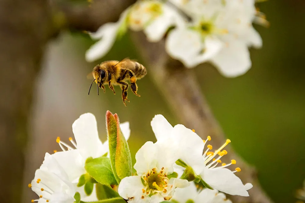 Beeee pollen