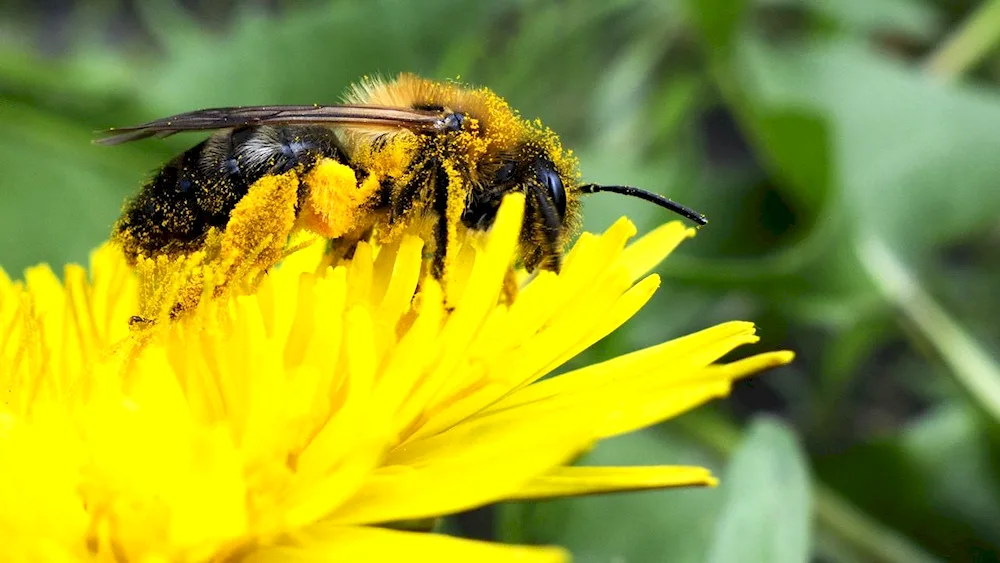 Pollinators