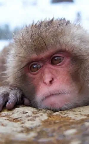 Sad monkey