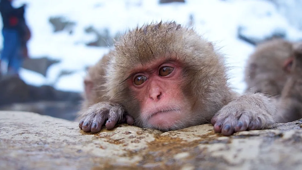 Sad monkey