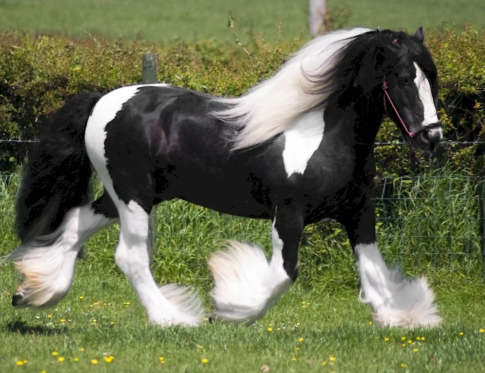 Pegay Friesian Horse