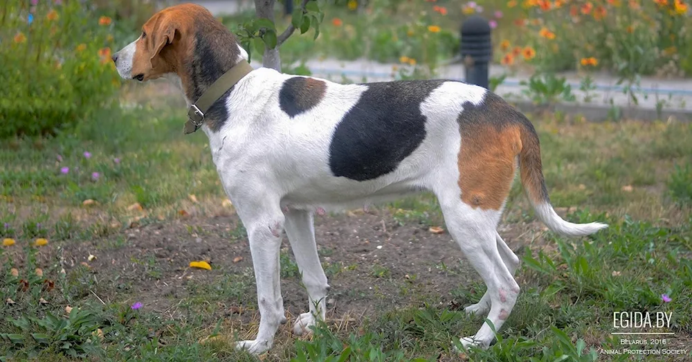 Norwegian Dunker Hound