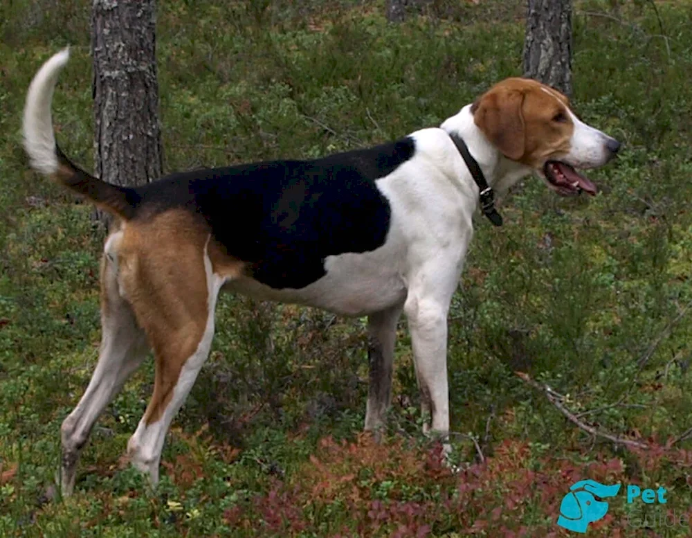 Norwegian Dunker hound