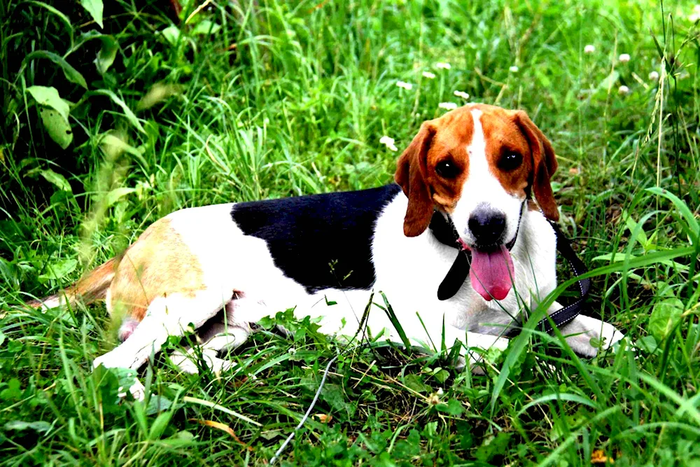 Breed of Beagle Harrier