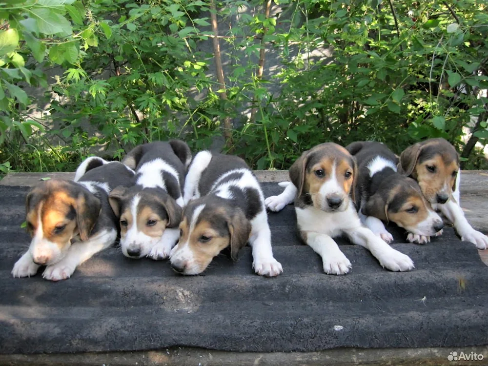 Hound puppies hound