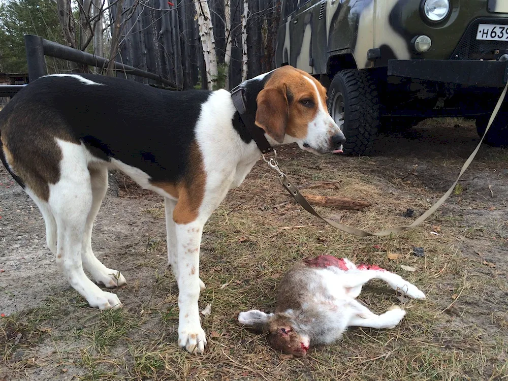 Russian hound puppies