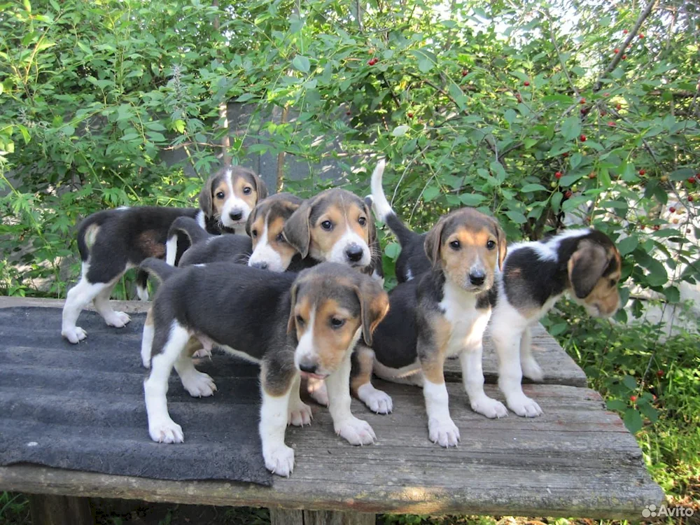 Russian hound puppies