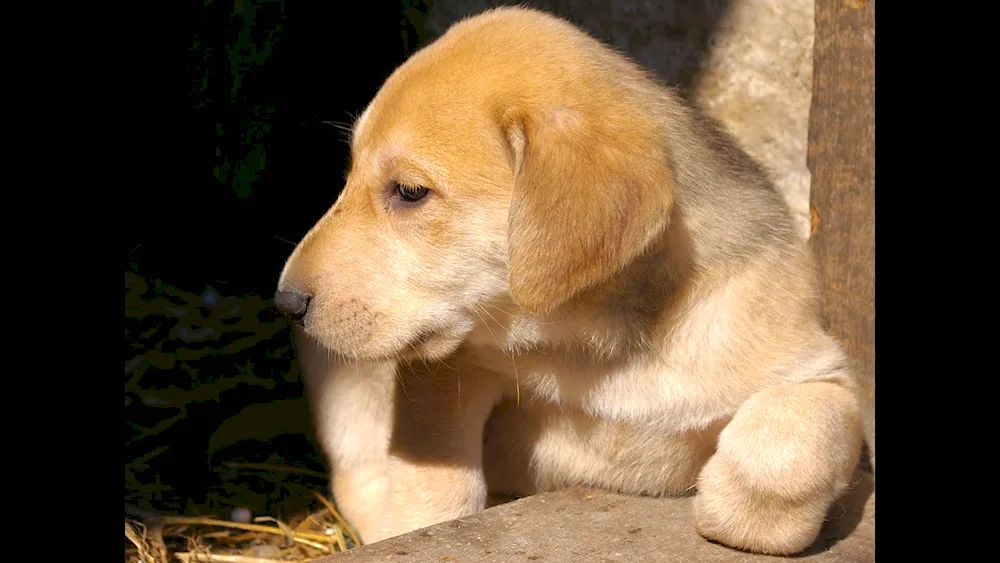 Russian hound puppies