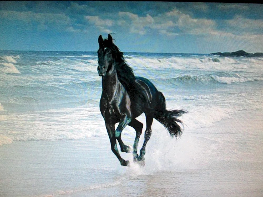 Horse Arabian Mustang racing horse