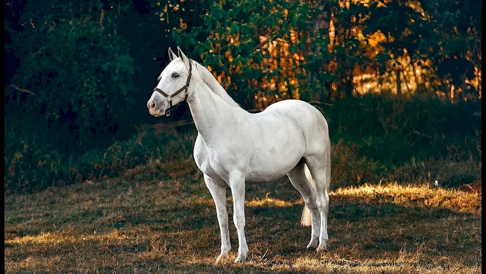 Beautiful horses