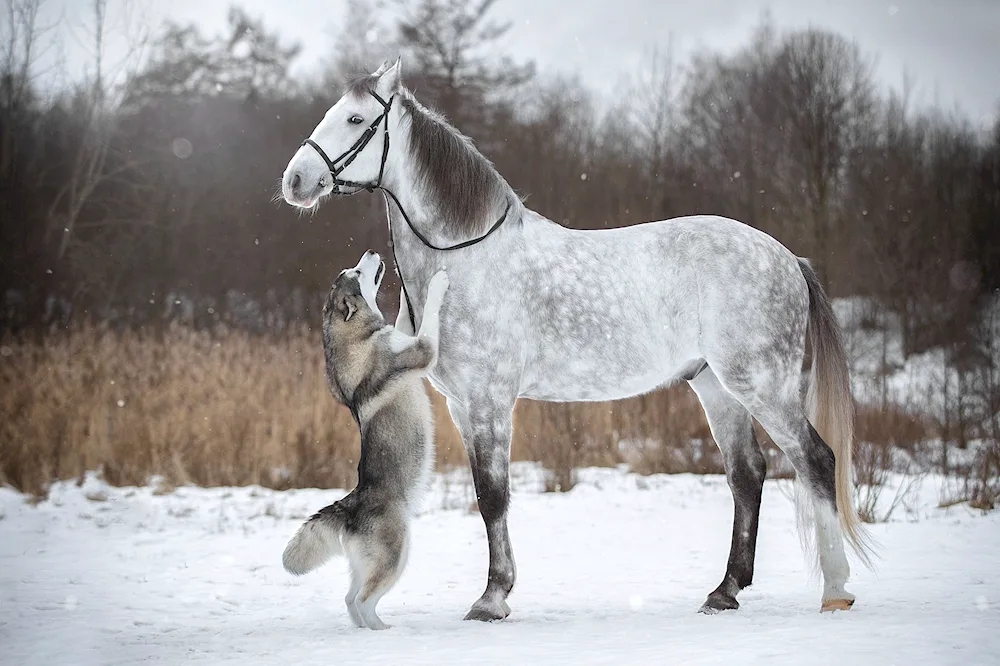 Horse in winter