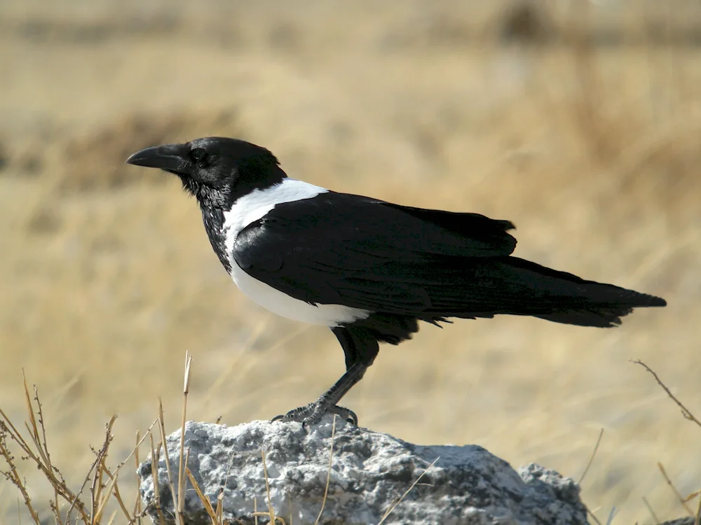 Grey crow beaked bird