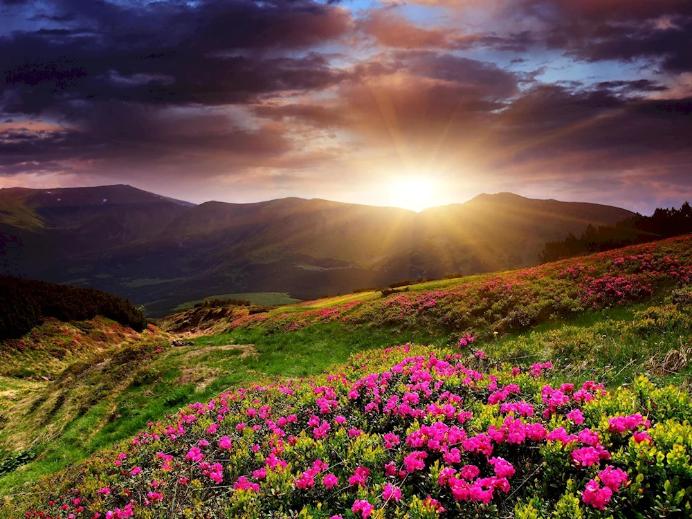 Spring sunrise