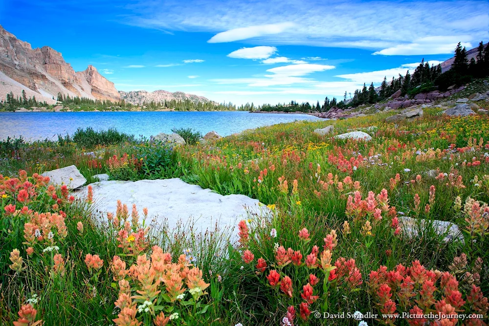 Yellowstone flowering meadow