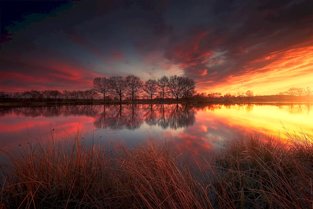 Sunset in the forest