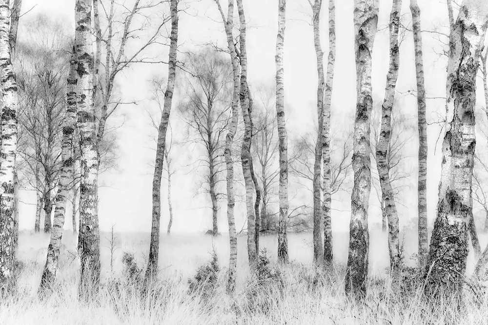 Birch landscape with birch trees