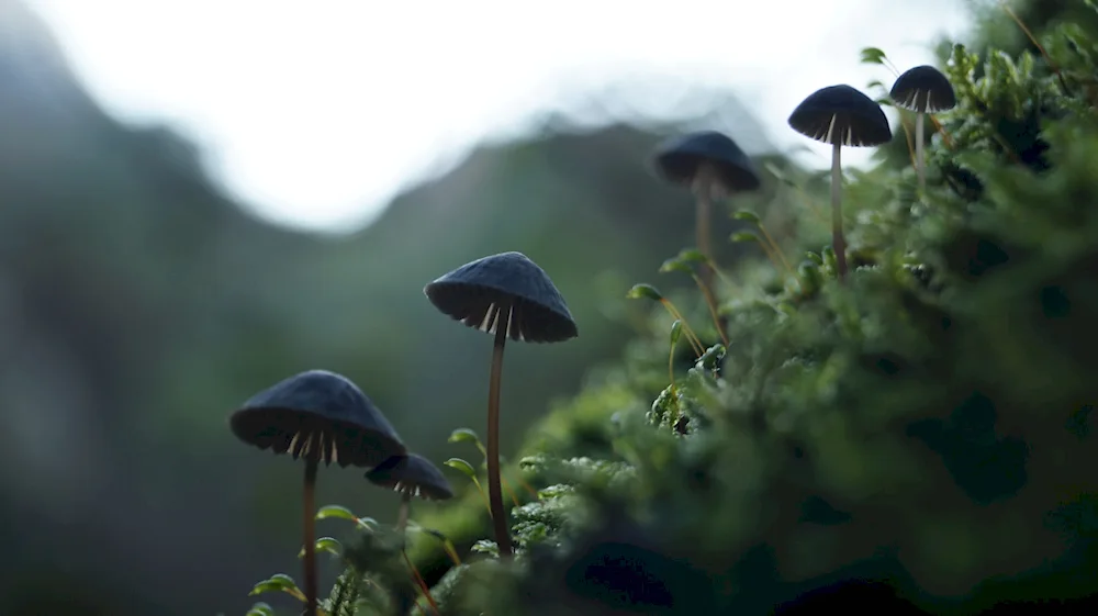 Beautiful mushroom