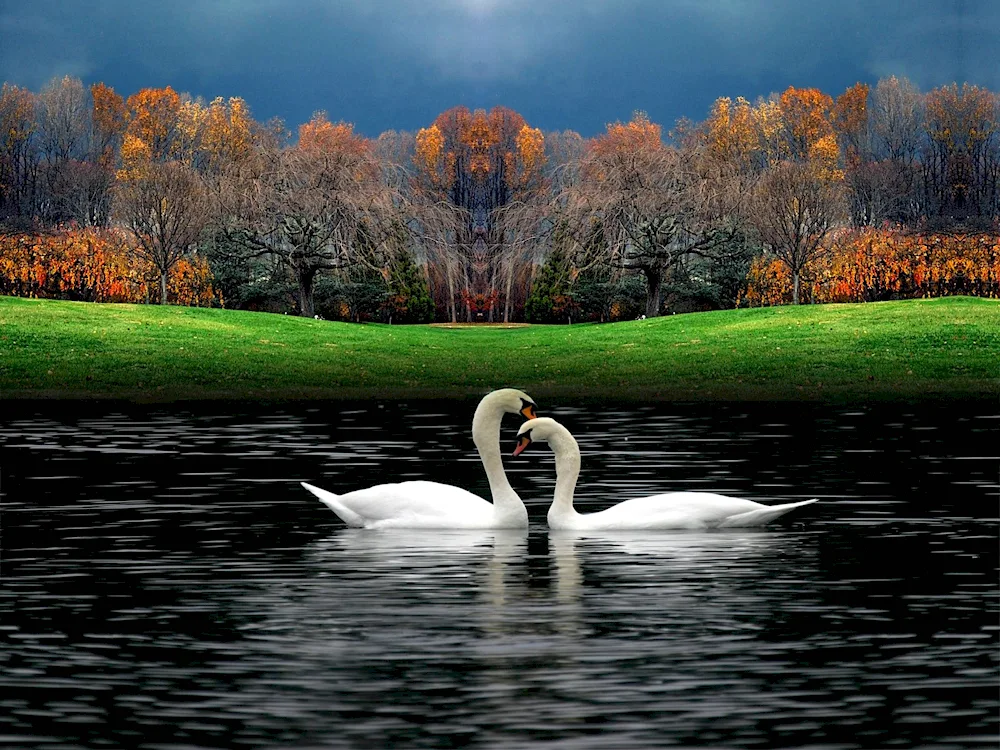 Swan swan with swans