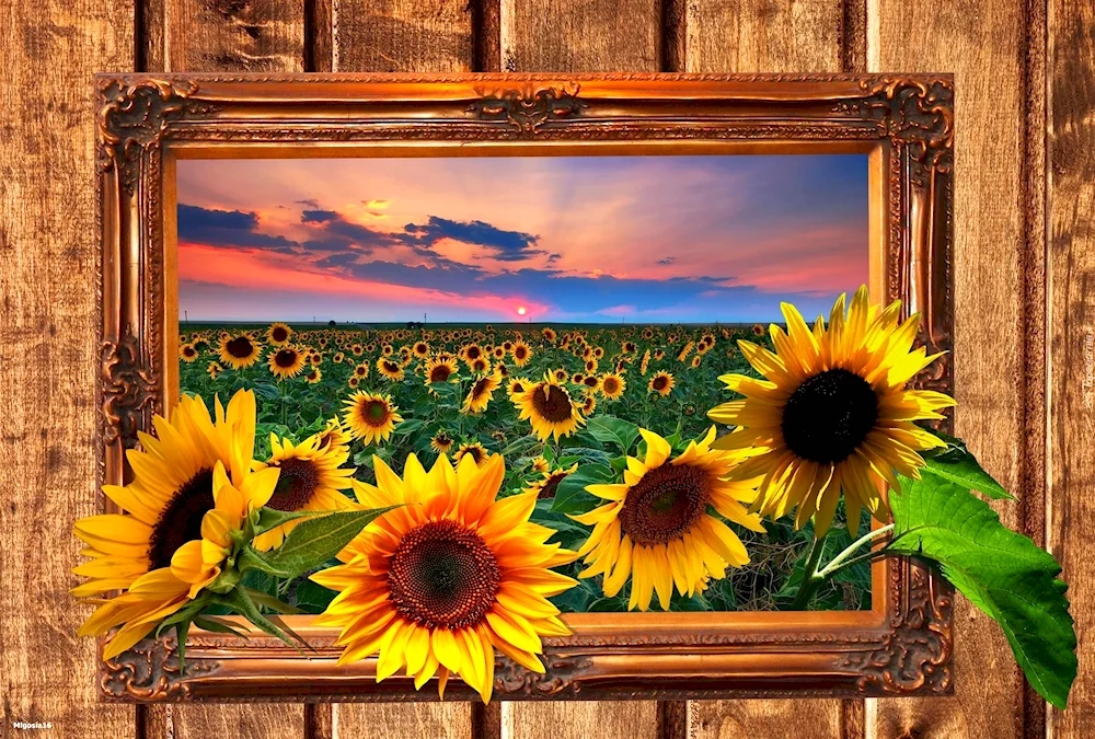 Sunflower Landscape