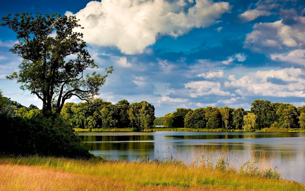 Wheat fields Volosovskiy district Leningradskaya oblast lake lake nutcracker