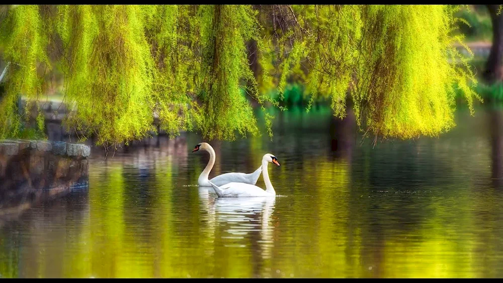 Scapes with swans on the lake