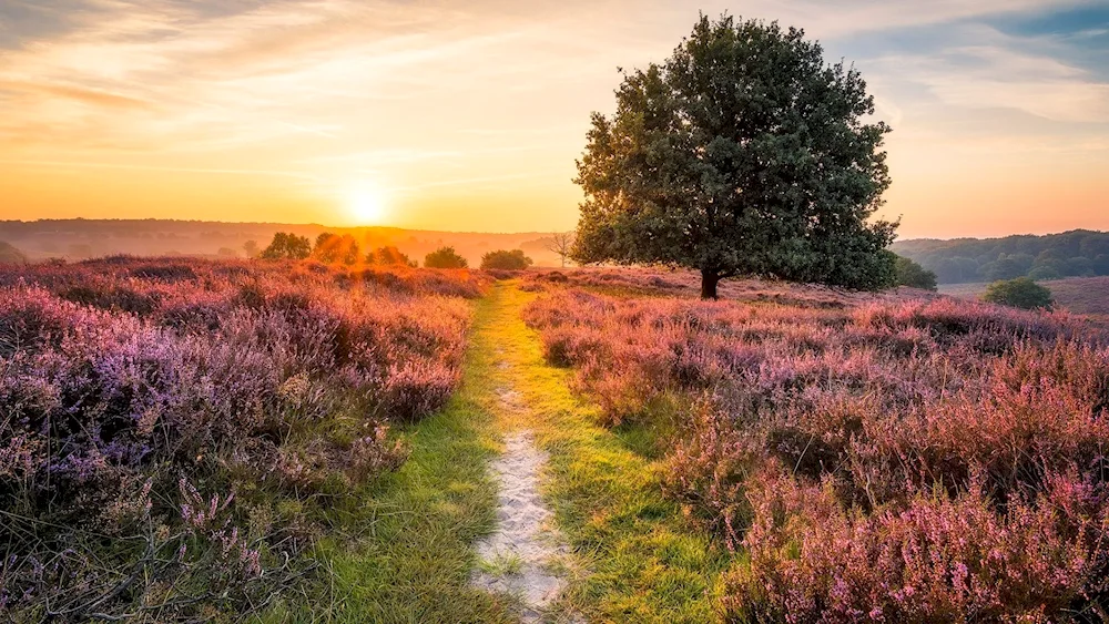 Sunny landscape