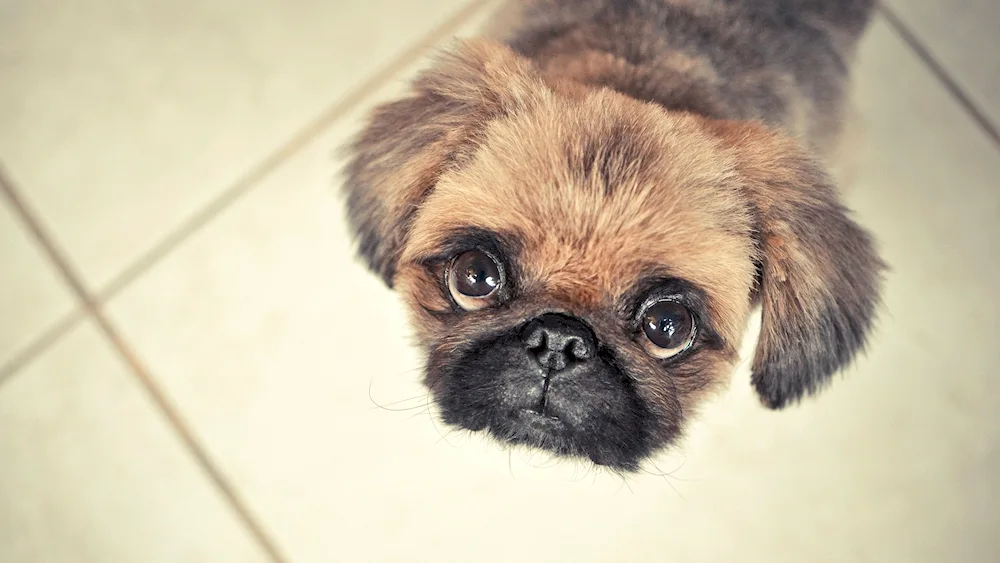 Pekingese