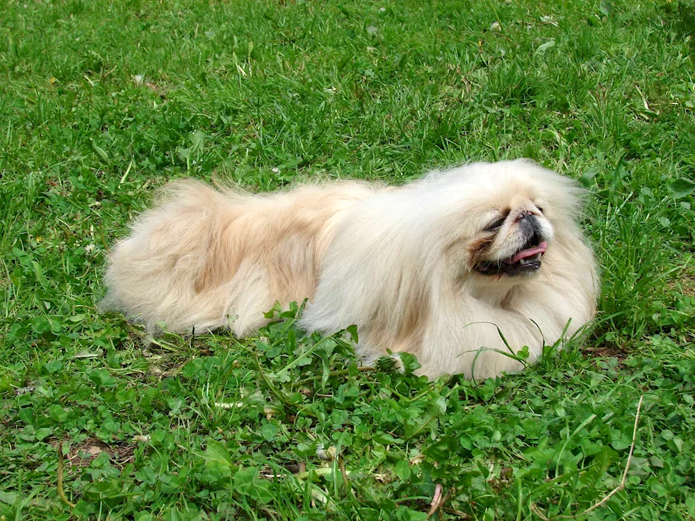 Imperial Pekingese