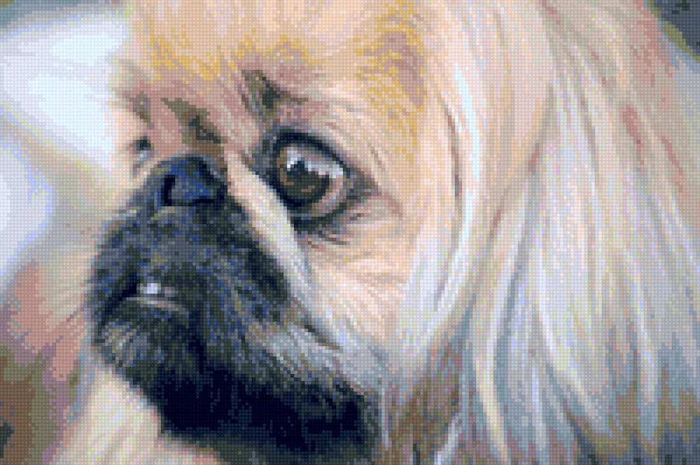 Pekingese dog breeds