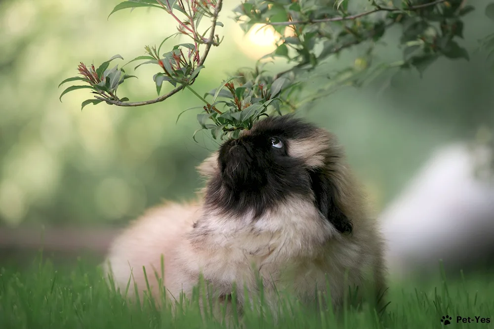 Pekingese Kennel