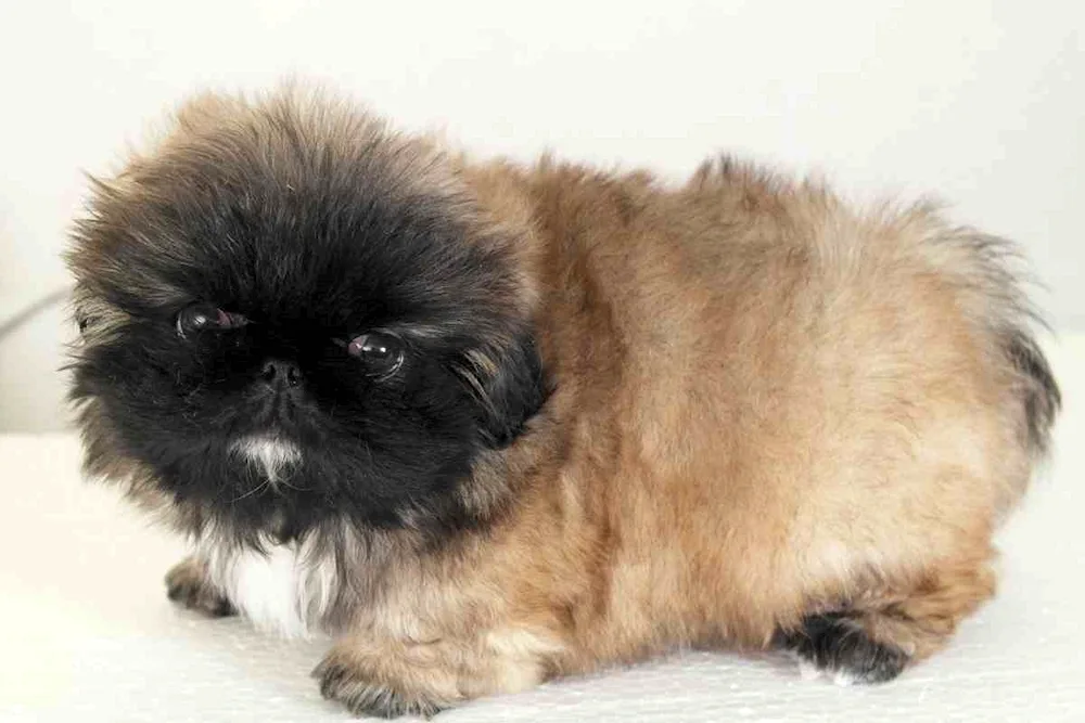 Pekingese