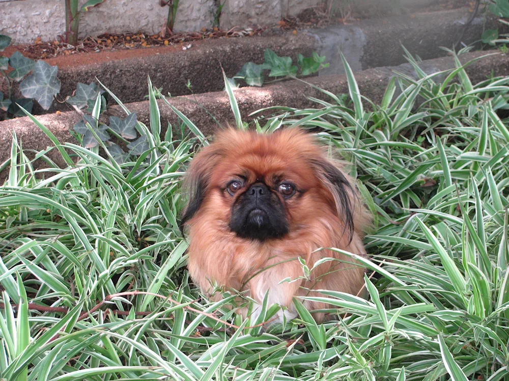 Pekingese dog breeds