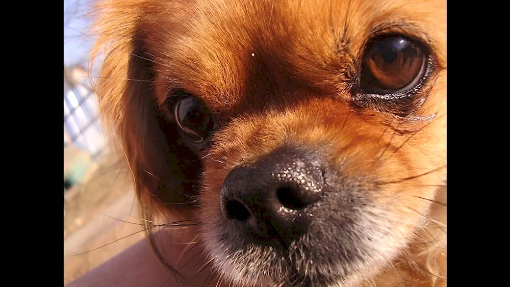 Pekingese dog breeds