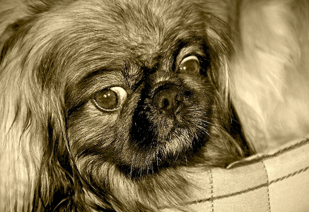 Imperial Pekingese dog