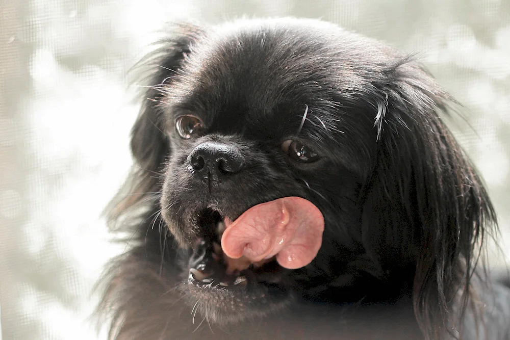 Dwarf Pekingese