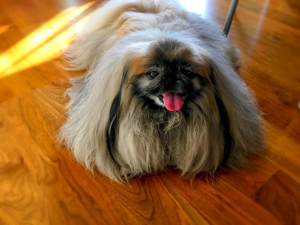 Pekingese