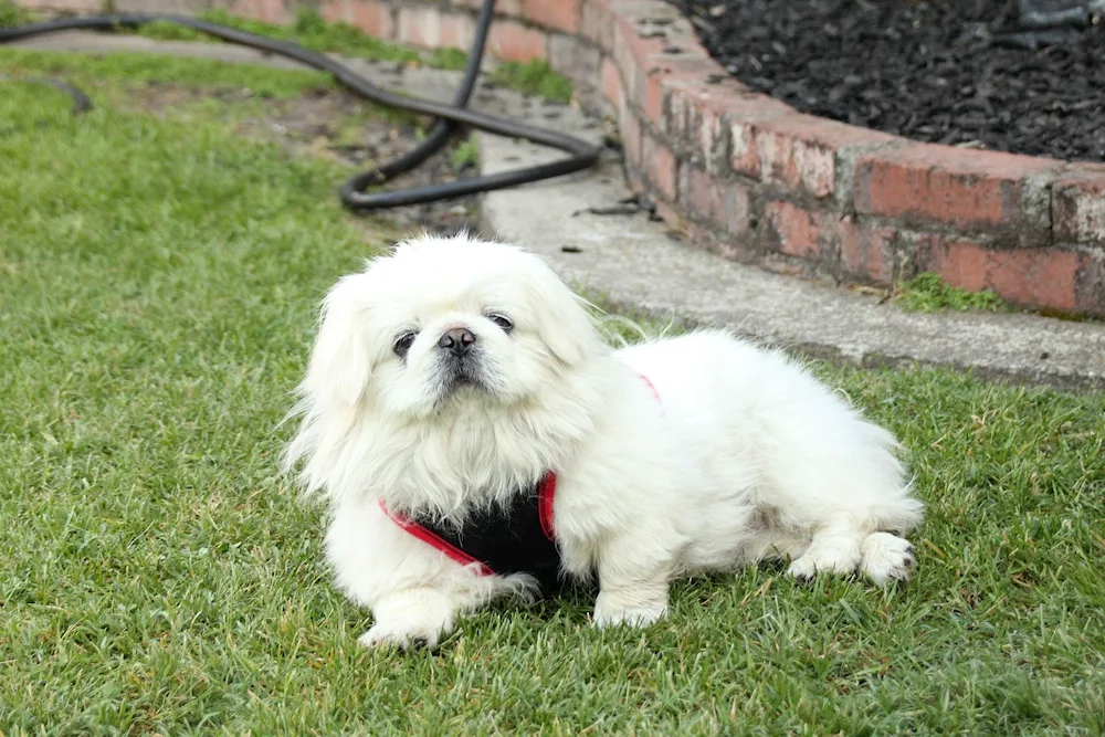 Pekingese white