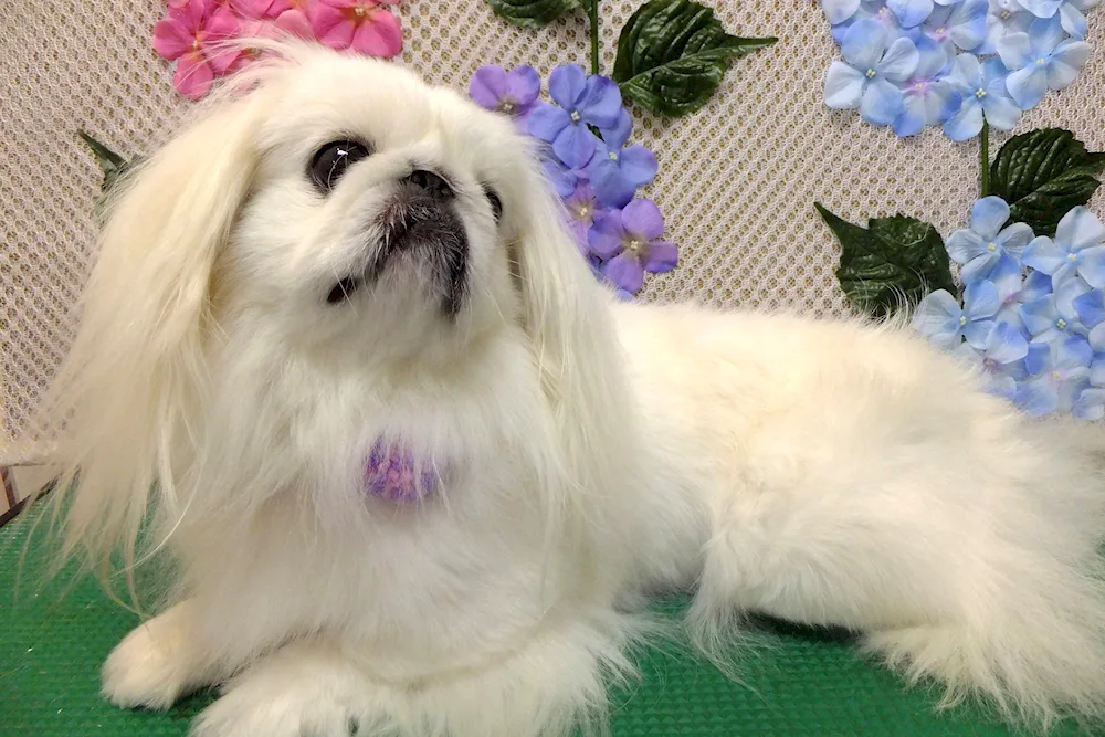 Pekingese white