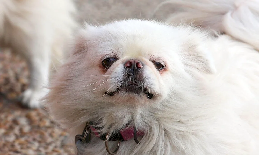 Pekingese white