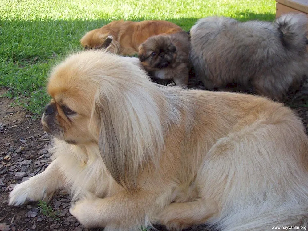 Pekingese