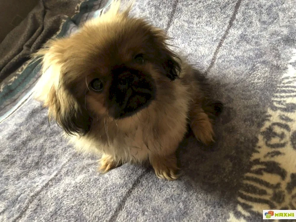 Pekingese short-haired Royal